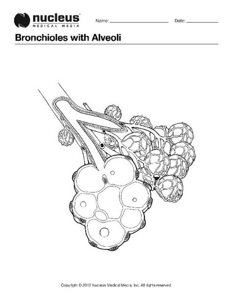 Bronchioles with Alveoli : Coloring Book Page Alveoli Drawing, Lungs Drawing, Human Body Lesson, Consumer Awareness, Human Heart Anatomy, Anatomy Coloring Book, Heart Anatomy, Thai Tattoo, Respiratory Therapy