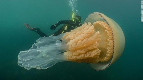 #nature #videos: #Giant #jellyfish the #size of a #human spotted by #divers off #English #coast!! Giant Jellyfish, English Coast, Jellyfish Sting, Creature Marine, Cornwall Coast, Bbc Earth, Wildlife Biologist, Giant Animals, Blue Hole