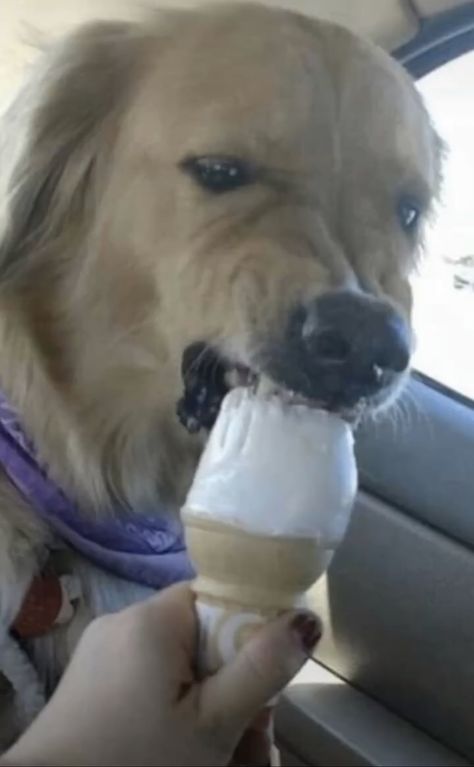 Dog Bite Meme, Dog Eating Ice Cream, Medical Inspiration, Things To Send To People, Ice Cream Cute, Cream Dog, Dog Tracker, Dog Water Fountain, Dog Dna Test