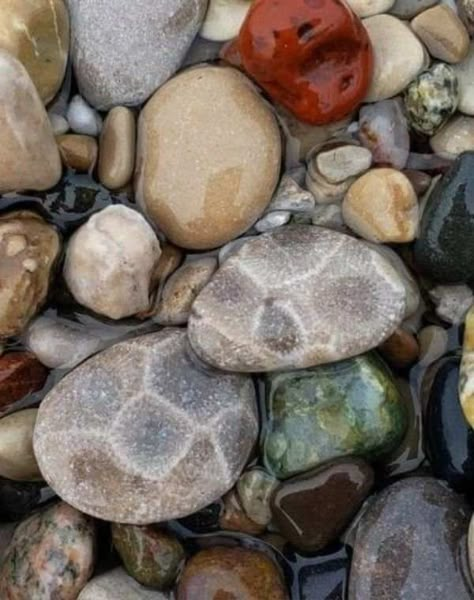 Petoskey Stones Michigan, Petosky Stone Hunting, Agate Beach Michigan, Michigan Rocks Hunting, Rock Hunting Michigan, Western Michigan Travel, Beaver Island Michigan, Picture Rocks Michigan, Michigan Backyard