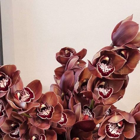 beaukayes florist...HB, Napier on Instagram: "Chocolate overload!!! #instorenow #chocolate #orchids #chocolateorchids #cymbidium #delishflowers #icouldeatthese #longlasting #brown #yummy #chocolateflowers #taradaleflorist #napierflorist #hawkesbayflorist #beaukayesflorist" Minimalist Perfume, Sultry Wedding, Plum Colored Flowers, Moody Orchid Bouquet, Plum Floral Arrangements, Burgundy Orchid, Brown Orchid, Moody Victorian, Orchid Nails