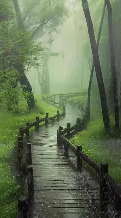 숲 사진, Rainy Day Aesthetic, Dark Nature Aesthetic, Pretty Landscapes, 수채화 그림, Beautiful Locations Nature, Nature Gif, Rain Photography, Beautiful Scenery Nature