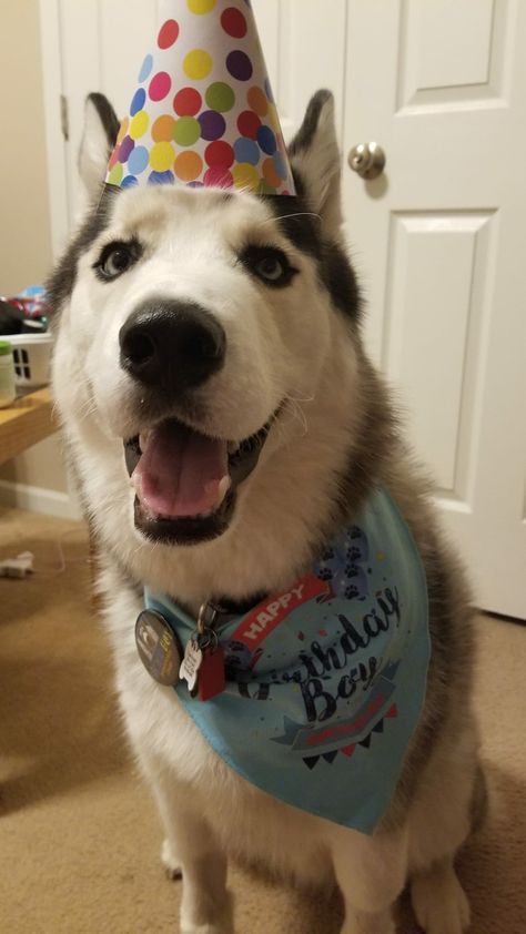 Birthday Husky Husky Party Ideas, Husky Birthday Cake, Husky Birthday Party, Husky Birthday, Happy Birthday Husky Dog, Melting Moments, Happy Tails, Funny Husky Meme Hilarious, Dog Birthday Party