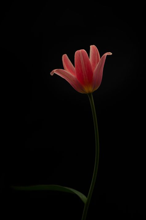 Tulip Black Background, Tulips Black Background, Tulip Wallpaper, Photo Bouquet, Black Tulips, Black Background Wallpaper, Pink Tulips, Flower Wallpaper, Black Background