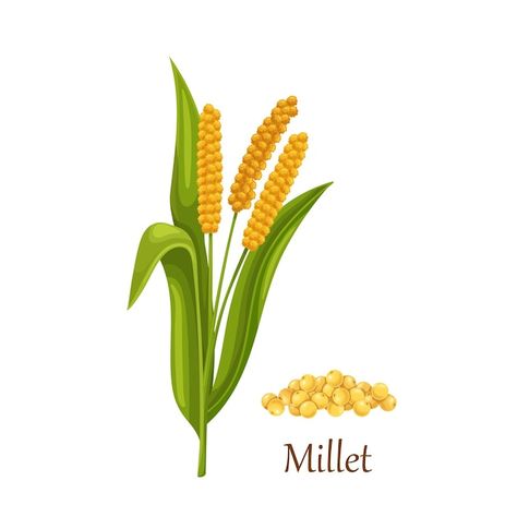 Millet grass cereal crops or grains, agr... | Premium Vector #Freepik #vector #millet #crops #farm-food #harvest Millet Plant, Millet Benefits, Red Quinoa, Plant Illustration, Millet, Beige Background, Banana Leaf, Vector Photo, Cute Illustration