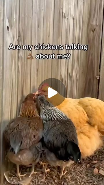 Chicken Heaven🐥🐥 on Instagram: "They are 100% gossiping about you 😏🤣 
.
.
.
🎬 Via: TikTok @pharrcydefarm____________
.
.
.
#chickencoop #chickenmom #chickenrun #chicken #chickenmama" Urban Homestead, Chicken Mom, Viral On Tiktok, Urban Homesteading, Chicken Runs, Backyard Chickens, Pet Chickens, One Year Ago, Chickens Backyard