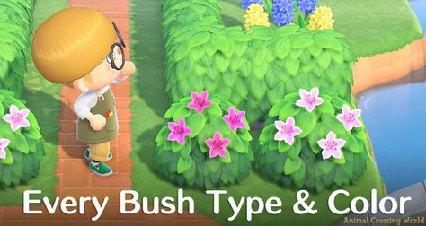 Bushes, or Shrubs, are an exciting new landscaping option in Animal Crossing: New Horizons! Learn how to get bushes, see every bush type and color, and a few tips on where you can plant them. Acnh Bushes Guide, Acnh Bush Guide, Acnh Shrubs, Animal Crossing Bushes, Acnh Bushes, Planting Flowers From Seeds, Hibiscus Bush, Flower Hedge, Azalea Bush