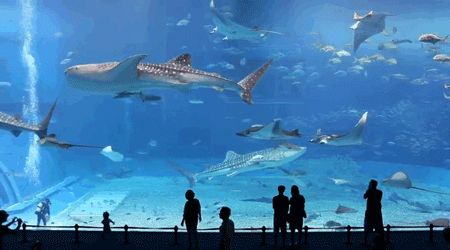 Shark Gif, Churaumi Aquarium, Ocean Gif, Aquarium Tanks, Georgia Aquarium, Nicolas Cage, Loki Laufeyson, Whale Shark, Star Lord