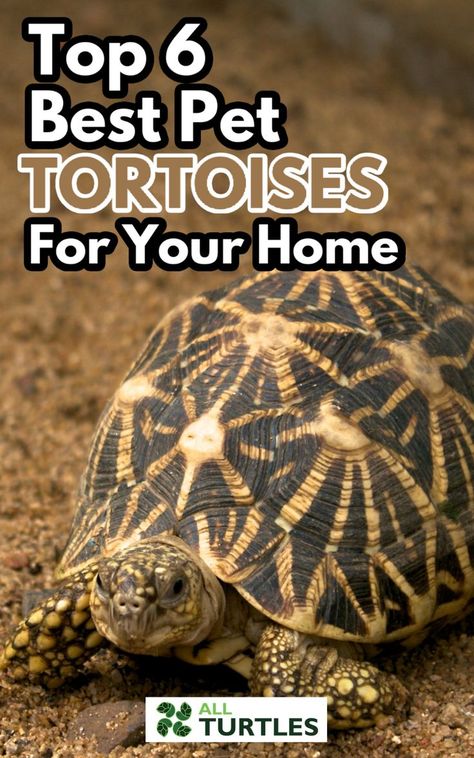 Tortoise Pet Care, How To Take Care Of A Tortoise, Tortoise Tank Ideas Indoor, Greek Tortoise Habitat Indoor, Leopard Tortoise Habitat Indoor, Tortoise Care Tips, Herman’s Tortoise, Redfoot Tortoise Enclosure Indoor, Pet Tortoise Habitat Indoor