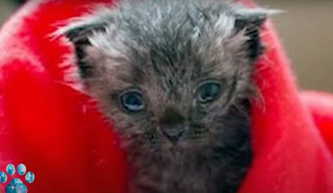 Girl Thought She Rescued An Ordinary Kitten But Commenters Disagreed Umbilical Cord, Newborn Kittens, Grey Kitten, Tiny Kitten, Kitten Rescue, Girl Thinking, Bird Watching, His Eyes, Funny Animals