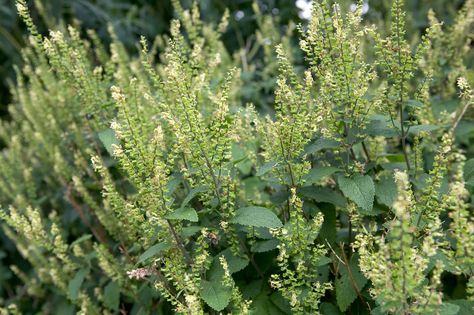 Gardening in shade? Discover 11 gorgeous wildflowers for shade you could grow, all of which are bee-friendly, with expert advice BBC Gardeners' World Magazine. Small Evergreen Shrubs, Media Sombra, Shade Tolerant Plants, Woodland Plants, Front Garden Design, Cottage Garden Plants, Specimen Trees, Shade Flowers, Wildflower Garden