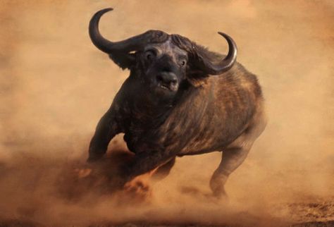 Africa |  Buffalo charging.  Photographed in the Kalahari, Northern Cape province, South Africa | © Paul Brehem Animals With Horns, African Buffalo, Wild Kingdom, Wildlife Paintings, African Wildlife, Animal Games, Wildlife Animals, African Safari, African Animals