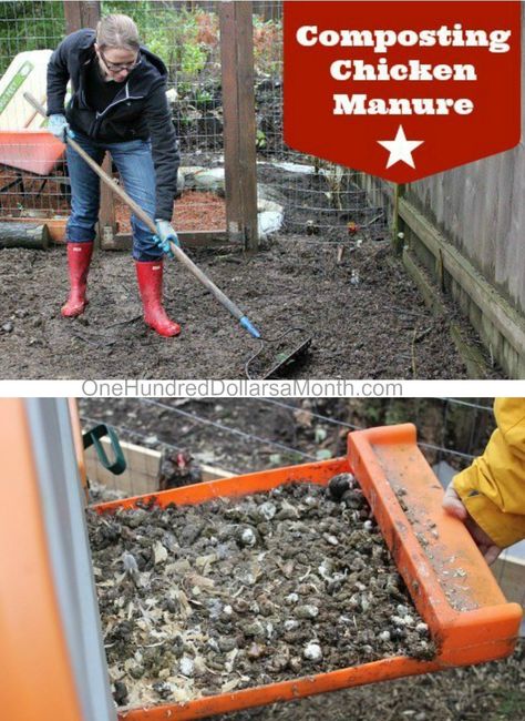 How To Compost Chicken Poop, Chicken Poop Compost, Chicken Yard Ideas, Chicken Fertilizer, Chicken Manure Compost, Chicken Composting, Manure Composting, Urban Chicken Farming, Chicken Raising