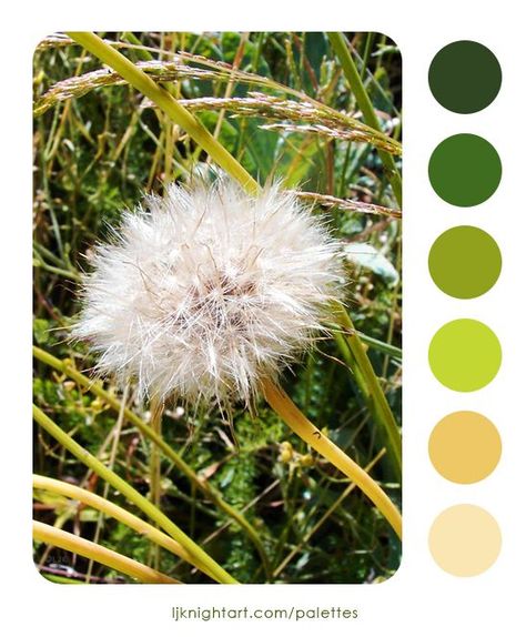 Dandelion seeds colour palette by L.J. Knight. See more at https://ljknightart.com/palettes #color #colour #palette #colorpalette #colourpalette  #plant Dandelion Color, Palettes Color, Dandelion Seeds, Colour Palettes, Color Pallets, Colour Palette, Color Inspiration, Color Combos, Dandelion