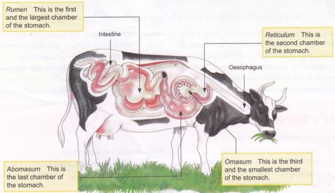 digestive-system-of-ruminant Cow Digestive System, 4-h Poster Ideas, Digestive System Model, Cow Stomach, Digestive System Anatomy, Veterinary School, Veterinary Science, Small Intestine, Housing Design