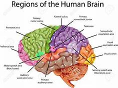 There Is No Way This Turns Out Well: The Conclusion. I finally brought this story to a conclusion. It is a story of redemption, of second-chances, and making the most of those second-chances. I hope you enjoy! Human Brain Parts, Brain Parts And Functions, Human Brain Diagram, Wernicke's Area, Brain Anatomy And Function, Brain Lobes, Human Brain Anatomy, Brain Diagram, Anatomy Organs