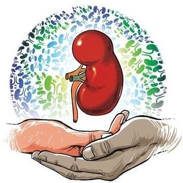 Organ Donation Poster, Kidney Transplantation, Donation Poster, Living Kidney Donor, Save Water Poster Drawing, Save Water Poster, Kidney Donation, Abdominal Pain Relief, Benefits Of Garlic