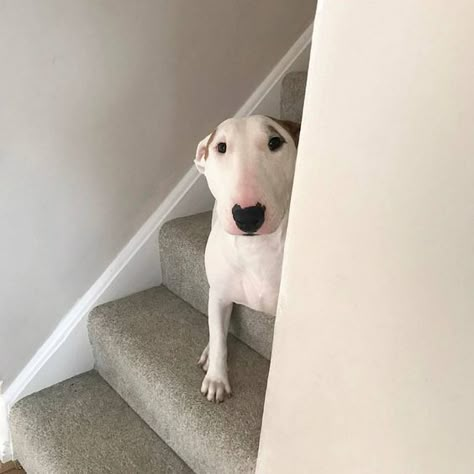 12 Reasons English Bull Terriers Are The Worst Indoor Dog Breed Of All Time | Page 2 of 4 | The Paws Nature Wallpapers Aesthetic, Bull Terrier Tattoo, Mini Bull Terriers, Tattoo Animal, Bull Terrier Puppy, Being Watched, Puppies Cute, Labrador Retriever Puppies, English Bull Terriers