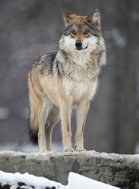 Brookfield Wolves 9 by Out of Chicago, via Flickr Wolf Carving, Wolf Standing, Mexican Wolf, Mexican Gray Wolf, Wild Wolves, Wolf Poses, Wolf World, Wolf Life, Wolf Photography