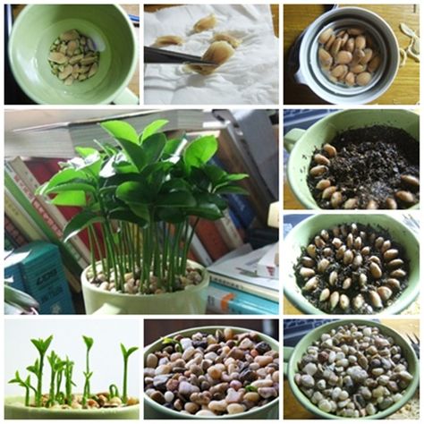 How to plant indoor ornamental lemon Planting Lemon Seeds, Gardening Knowledge, Lemon Tree From Seed, Grow Lemon, Lemon Seeds, How To Grow Lemon, Plant Indoor, Growing Fruit, Lemon Tree