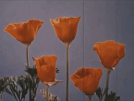 Aesthetic Flower GIF - Aesthetic Flower Bloom - Discover & Share GIFs Wallpaper Retro, New Retro Wave, Aesthetic Gifs, Orange Aesthetic, No Rain, Aesthetic Gif, Retro Aesthetic, Aesthetic Vintage, Vintage Aesthetic