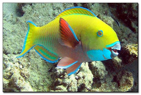 Parrot Fish Deepwater Fish, Undersea Creatures, Big Catfish, Beautiful Fishes, Yellow Parrot, Fish Photos, Parrot Fish, Rare Fish, Coral Fish