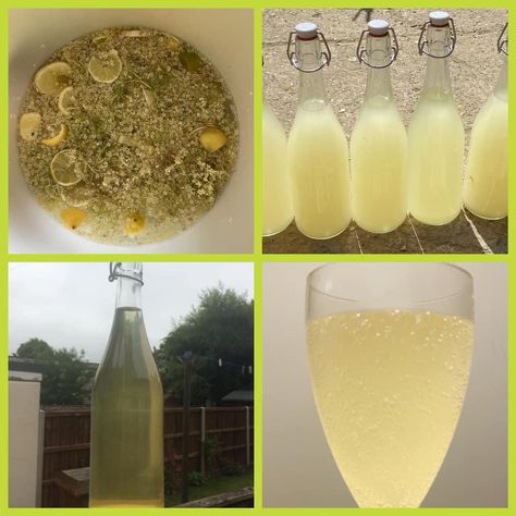 Champagne Supernova! – Elderflowers Part 2 – The Simple Forager UK Elderflower Champagne, Spring Water Bottle, Wine Yeast, Elderflower Cordial, Wine Making Equipment, Bottom Of The Bottle, Fizzy Drink, Healing Herbs, Fermenting