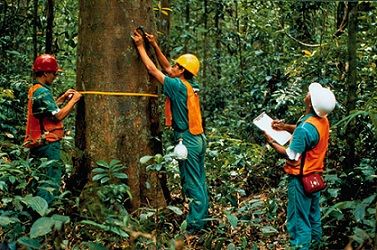 Responsible forestry in selectively logged tropical forests can provide  economic well-being of forest-dependent communities, says a new study from the University of Florida. Urban Forestry, Forest Management, Tropical Forests, Forest And Wildlife, Urban Forest, Eden Project, Green Flooring, Environmental Conservation, Wildlife Habitat