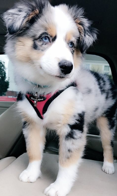 Australian Shepherd Fursona, Caine Husky, Animal Unique, Shepherd Dog Breeds, Australian Shepherd Puppy, Australian Shepherd Puppies, Super Cute Puppies, Australian Shepherd Dogs, Baby Animals Pictures