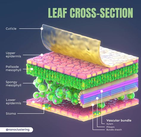 Biology Images, Presentations Ideas, Science Project Ideas, Learn Biology, Plant Physiology, Plant Cells, Leaf Structure, Education Success, Biodiversity Conservation