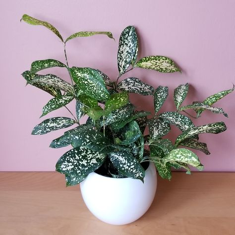 Dracaena Surculosa, Begonia Maculata, Philodendron Monstera, Best Indoor Plants, Unusual Plants, Fiddle Leaf Fig, Plant Health, Pink Leaves, Buy Plants