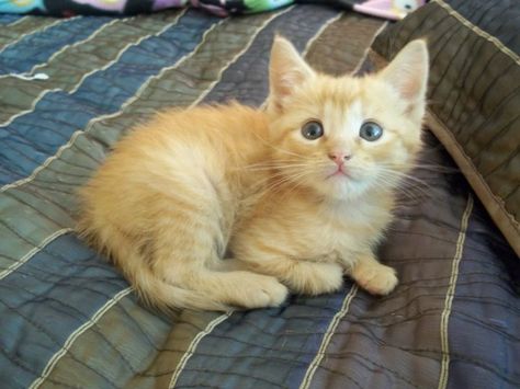 Yellow Kitten, Yellow Kittens, Exotic Mammals, Ginger Kitten, Kitten Photos, Cute Cats Photos, Cute Kittens, F 35, Stuffed Animals