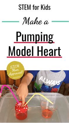 Pumping Heart Model, Circulatory System For Kids, Circulatory System Activities, Anatomy Science, Human Body Science, Human Body Activities, Room Activities, Science Room, Science Labs