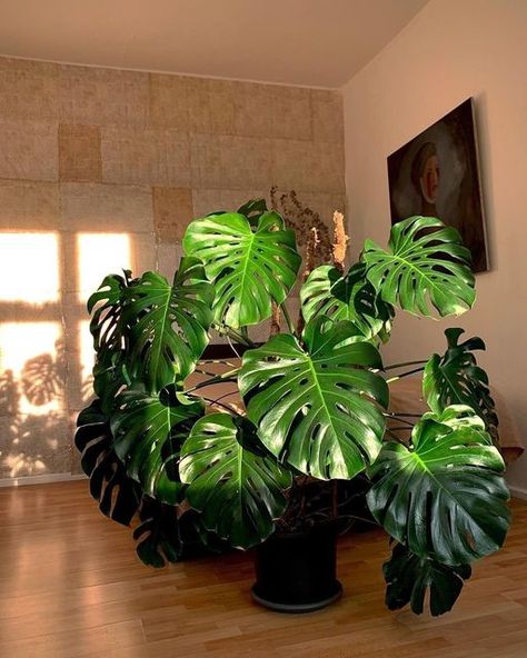 The Standard Design Group on Instagram: "Giant Monstera for Monstera Monday🌿 . . . 📸 @eliotparke #monstera #monsteramonday #houseplants #indoorplants #plantsplantsplants #plantsmakemehappy #plantslover #plantsarefriends #plantshop #plantstyling #plantshelfie #plantsagram #plantsofig #monstera #giantmonstera #loveplants #plantsathome #indoorplantsdecor #plantslovers #plantshopping #plantstyle #hangingplants #homeplants #outdoorplants #plantsofinsta #cuffingseason #thestandarddesigngroup" Huge Monstera Plant, Giant Monstera Plant, Big House Plants, Big Leaf Plants, Faux Plants Decor, Small House Garden, Cozy Rooms, Herb Garden Design, Vertical Garden Diy