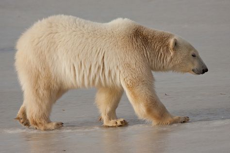 Polar Bear (Ursus maritimus) by Tory Kallman, via Flickr.com Churchill Canada, Outdoors Tattoos, Tattoos Celebrities, Wild Animals Pictures, Animals Design, Bear Photos, Education Humor, Arctic Animals, Art Animals