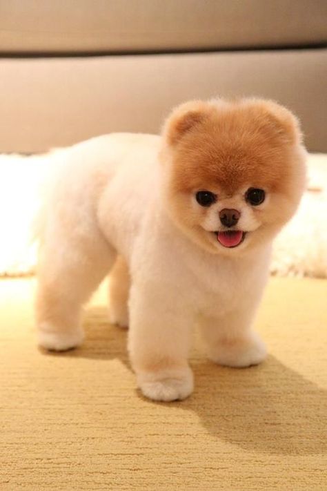 35 Pomeranian Haircuts for Dog Lovers ... Boo The Cutest Dog, Pomeranian Boo, World Cutest Dog, Boo The Dog, Dog Haircuts, Cute Pomeranian, Famous Dogs, Dog Pics, 강아지 그림