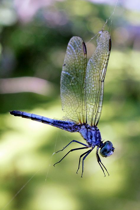 Dragon Flies Art, Dragon Fly Images, Dragon Fly Photography, Dragonfly Quotes, Dragonfly Photography, Dragonfly Artwork, Dragonfly Images, Dragonfly Drawing, Dragonfly Photos