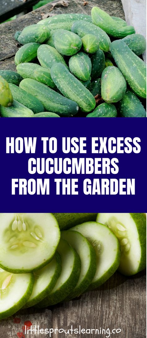 What To Do With Pickling Cucumbers, Storing Cucumbers From Garden, What To Do With Cucumbers Besides Pickles, What To Make With Cucumbers From The Garden, Garden Cucumbers Recipes, What To Do With An Abundance Of Cucumbers, Extra Cucumbers Recipes, How To Freeze Cucumbers From The Garden, Cooking With Cucumbers