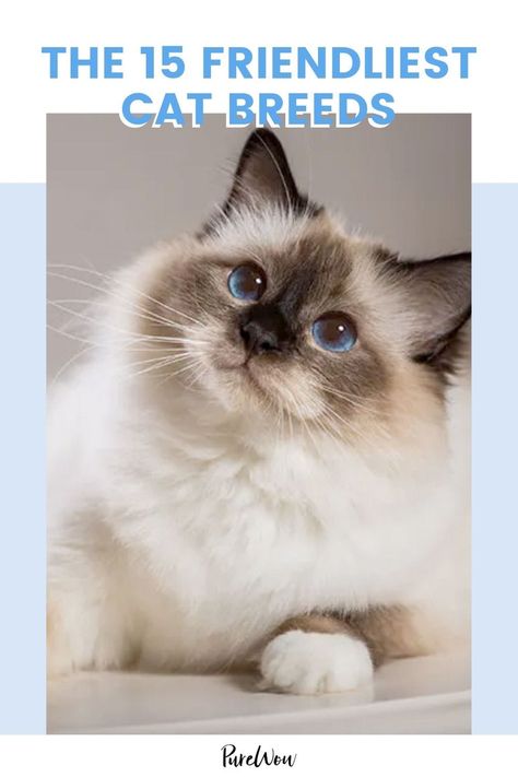 Burmilla Cat, Fluffy Cat Breeds, Best Cat Breeds, Kitten Breeds, Birman Cat, Russian Blue Cat, Cute Cat Breeds, Aesthetic Cat, Drawing Cat