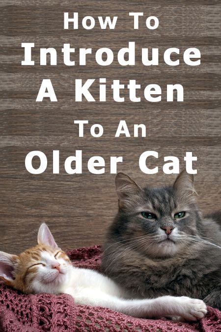 How To Introduce A Kitten To A Cat, Introducing A Kitten To A Cat, Introducing New Kitten To Cat, Introducing Kitten To Cat, How To Introduce A New Kitten To A Cat, How To Introduce Cats, Kittens Care, Cat Tips, Older Cats