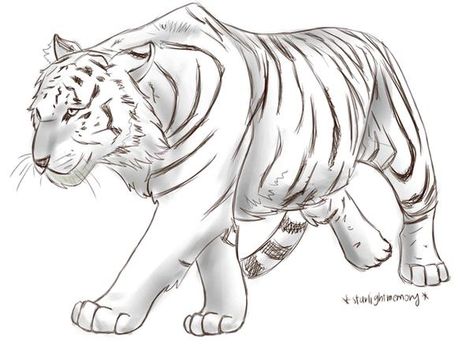 Sketch - Tiger Walking by starlightmemory on DeviantArt Easy Tiger Drawing, Walking Drawing, Tiger Paw Print, Tiger Sketch, Tiger Walking, Tiger Photography, Lilies Drawing, Lion King Drawings, Tiger Drawing