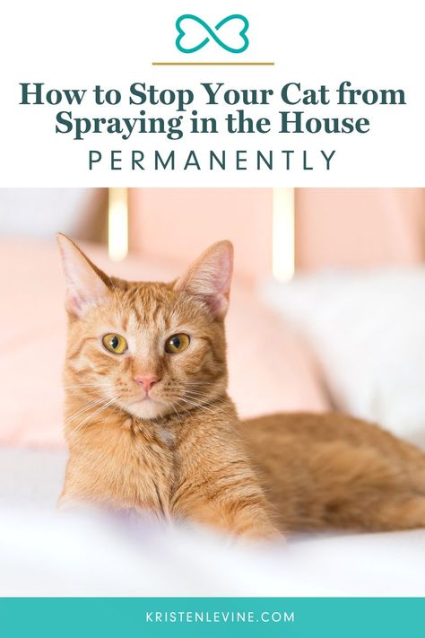 How To Stop A Cat From Spraying, Diy Cat Calming Spray, Cat Spraying In House, Cat Deterrent Indoor, Cat Spray Smell How To Remove, How To Stop Cats From Peeing In House, Remove Cat Urine Smell, Cat Deterrent Spray, Senior Cats