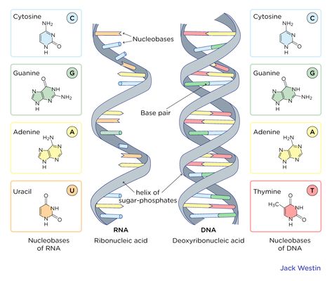 Rna Structure Model, Dna And Rna Structure, Dna Vs Rna, Rna Structure, Nucleic Acid Structure, Chromosome Structure, Dna Polymerase, Dna Structure, Dna Replication