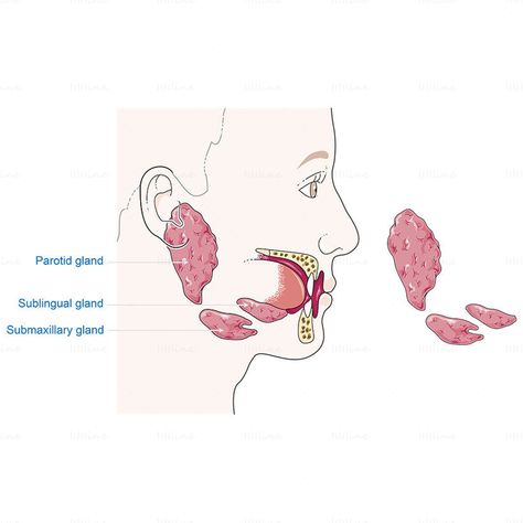 Salivary Glands, Parotid Gland, Salivary Gland, Art Drawings, Collage, Drawings, Pins, Quick Saves, Art