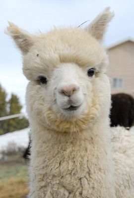 Nova 1 | Acres Wild Alpacas South Jordan, UT Mary and Kelly … | Flickr Acres Wild, Kameli Boutique, Cute Alpaca, Fluffy Cows, Cute Llama, Cute Pets, Super Cute Animals, Cute Animal Photos, Cute Cows