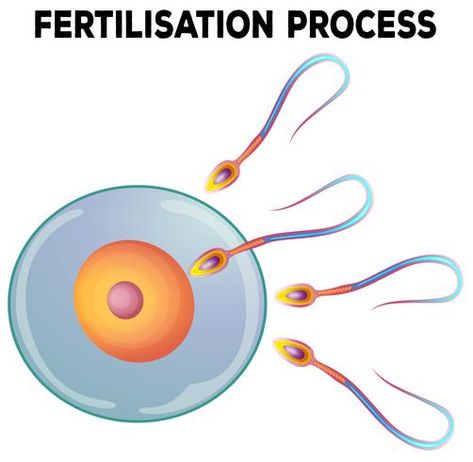 Fertilization Process, Medical Clinic Design, Human Vector, Human Human, Diagram Design, Clinic Design, Educational Projects, What Is Love, Vector Photo