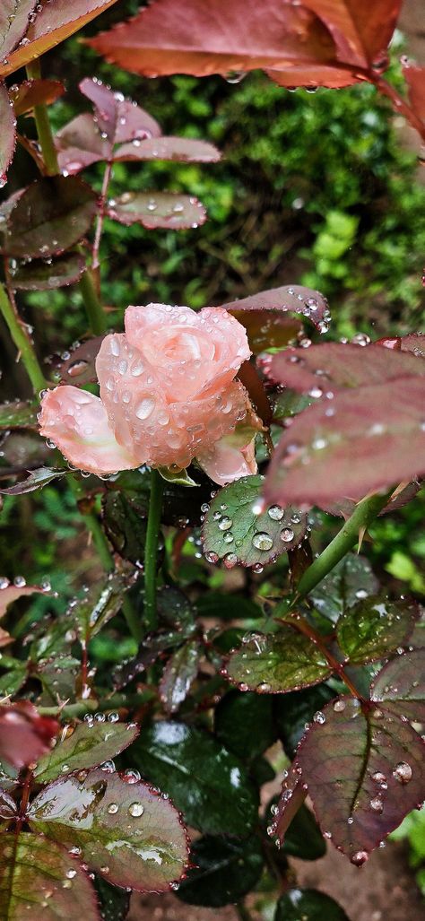 "This image showcases a beautiful pink rose in the rain. The raindrops are visible on the petals and leaves, creating a soft and dreamy effect. The bright pink color of the rose provides a beautiful contrast against the muted tones of the background. Enjoy the beauty of nature in this captivating rose in rain picture." April Rain Aesthetic, Spring Rain Wallpaper, Raindrop Aesthetic, Rainy Spring Aesthetic, Spring Rain Aesthetic, Rain On Flowers, Roses In Rain, Raindrops Aesthetic, Rose In Rain