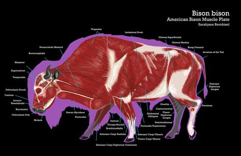 Bison Muscle Anatomy, Bison Anatomy, Bison Skeleton, Bull Anatomy, Bison Photo, Bison Head, Anatomy Images, Bison Art, Male Figure Drawing