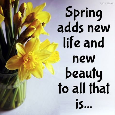 Spring adds new life and new beauty to all that is.  #springquotes #springmood #springpictures #springtime #springinspiration Spring Quotes Flowers, Quotes About Spring, Springtime Quotes, New Life Quotes, September Quotes, March Quotes, April Quotes, Monday Morning Motivation, Bloom Quotes