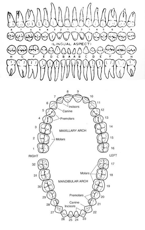 Human Teeth Diagram, Teeth Diagram Anatomy, Dental Diagram, Human Teeth Anatomy, Teeth Diagram, Dental Assistant School, Teeth Anatomy, Dental Assistant Study, Dental Hygiene Student